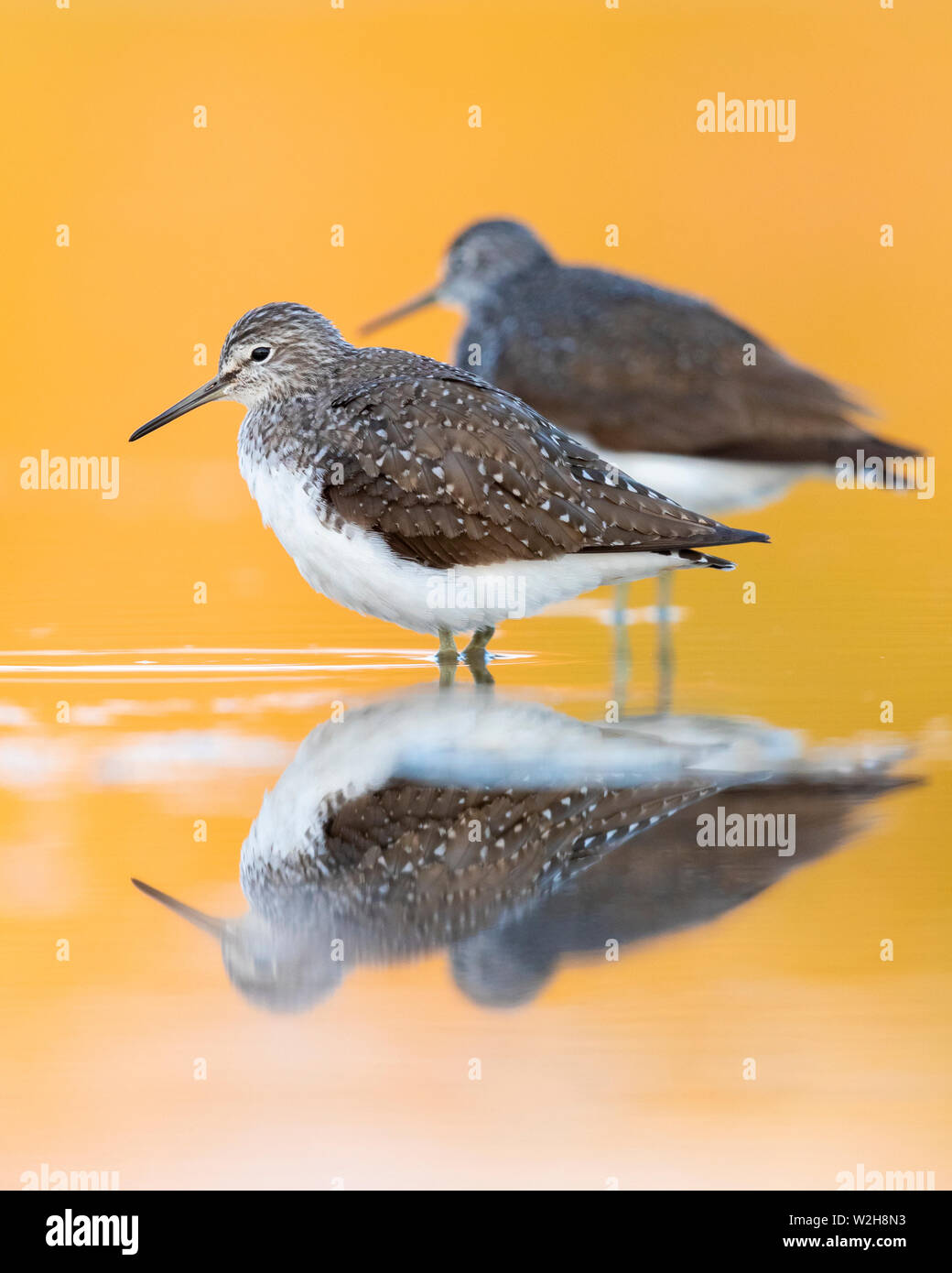 Green Sandpiper (Tringa ochropus), two individuals resting in the water at sunset Stock Photo
