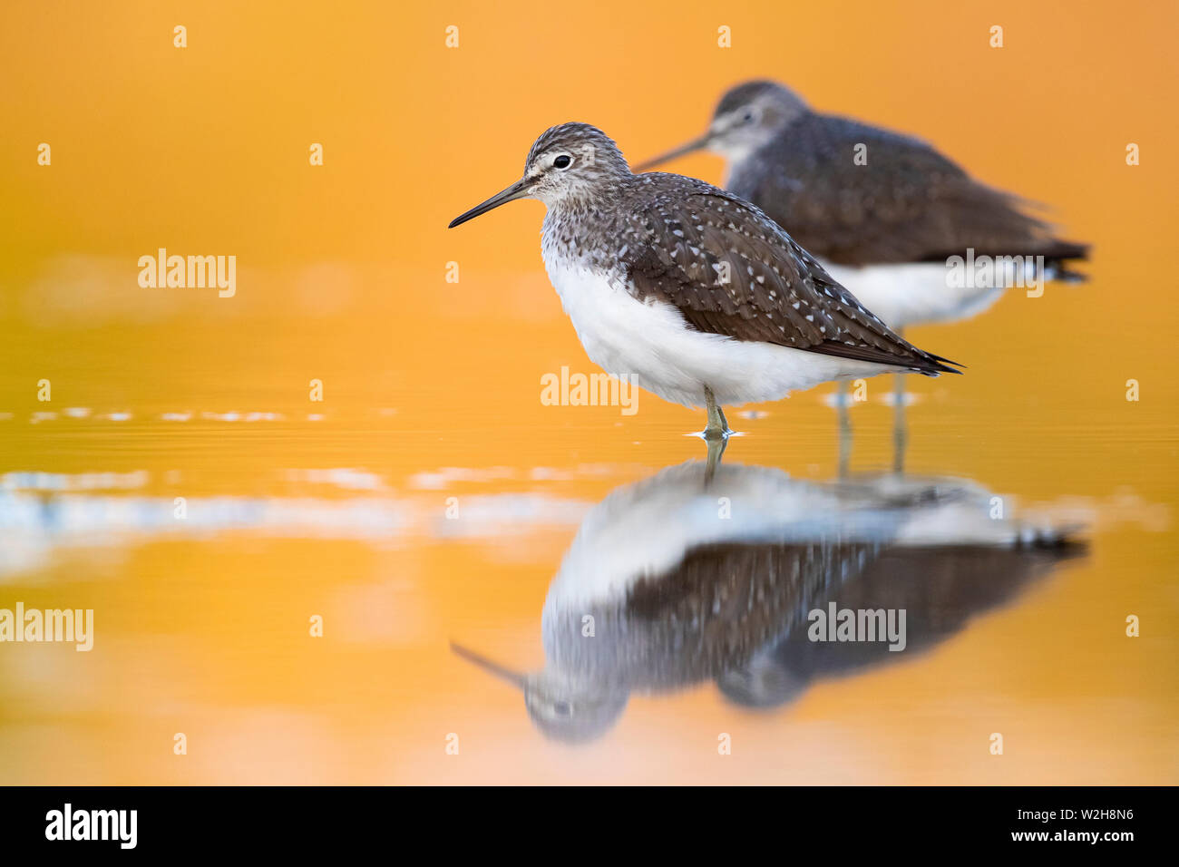 Green Sandpiper (Tringa ochropus), two individuals resting in the water at sunset Stock Photo