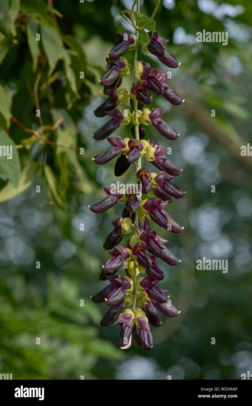 velvet bean ayurved Medicin Kaunch/mucuna pruriens/ velvet bean/Cowhage/26-November-2010 Karjat on way to kondana buddhist cave MAHARASHTRA INDIA Stock Photo