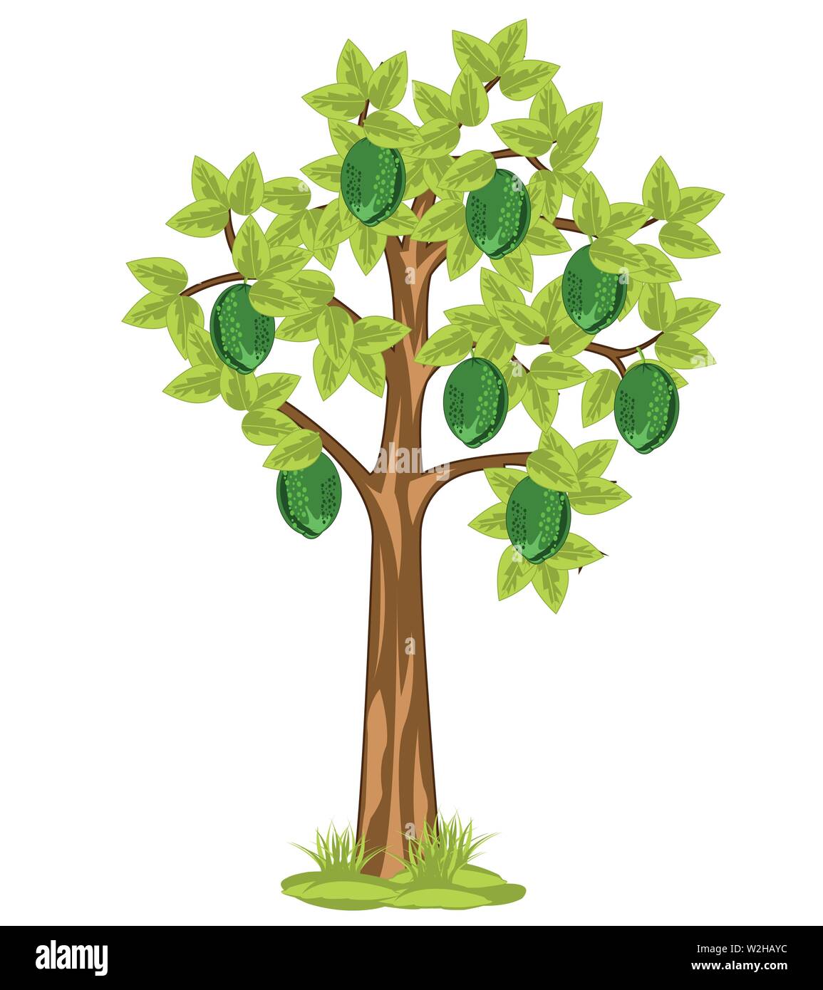 Vector illustration tree with fruit of the fruit lime Stock Vector