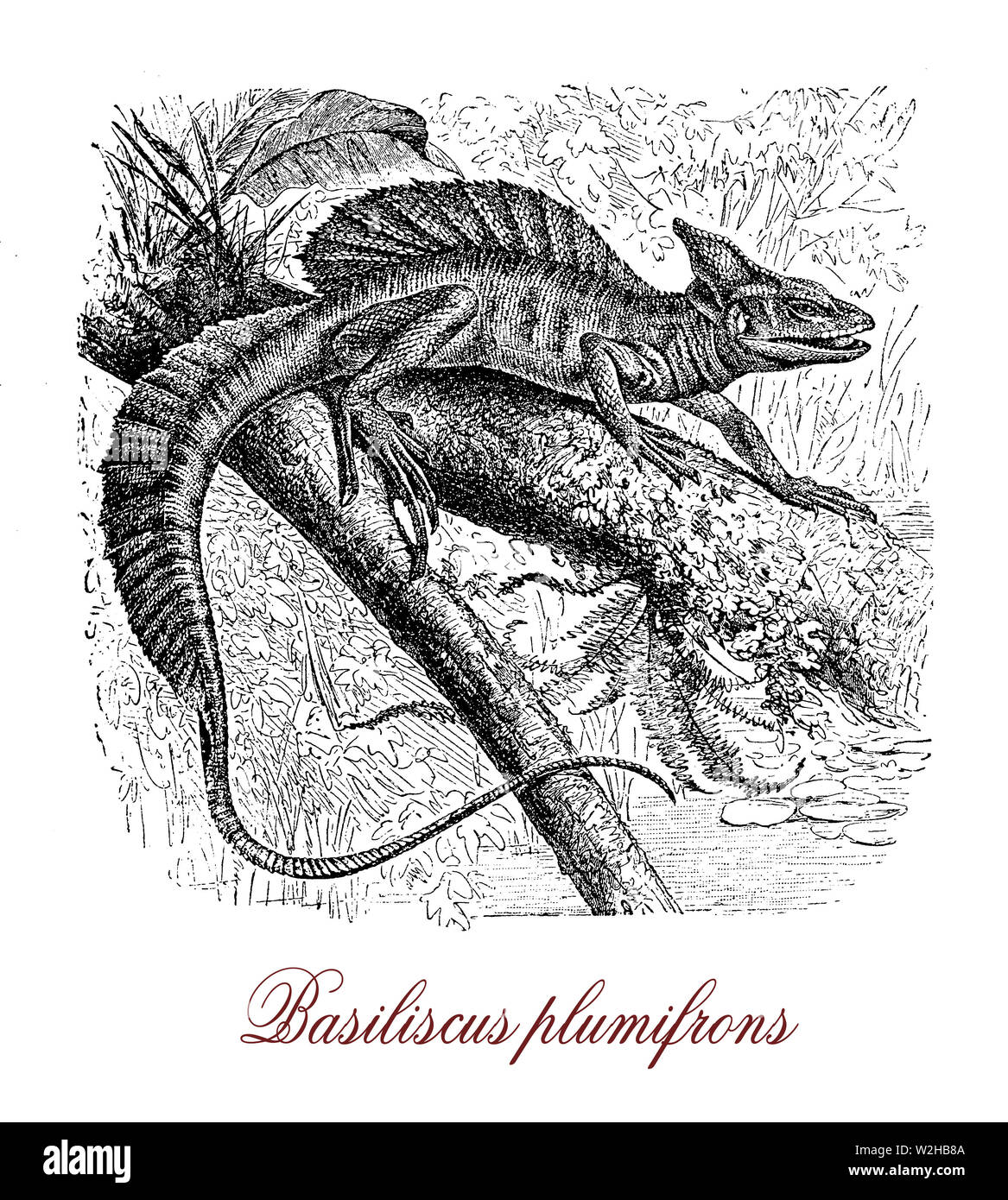 Plumed Basilisk Or Green Basilisk Is Native To Central America And The Largest Basilisk Species Males Have Three Crests While Females Only The Head Crest They Are Territorial And Very Good Swimmers
