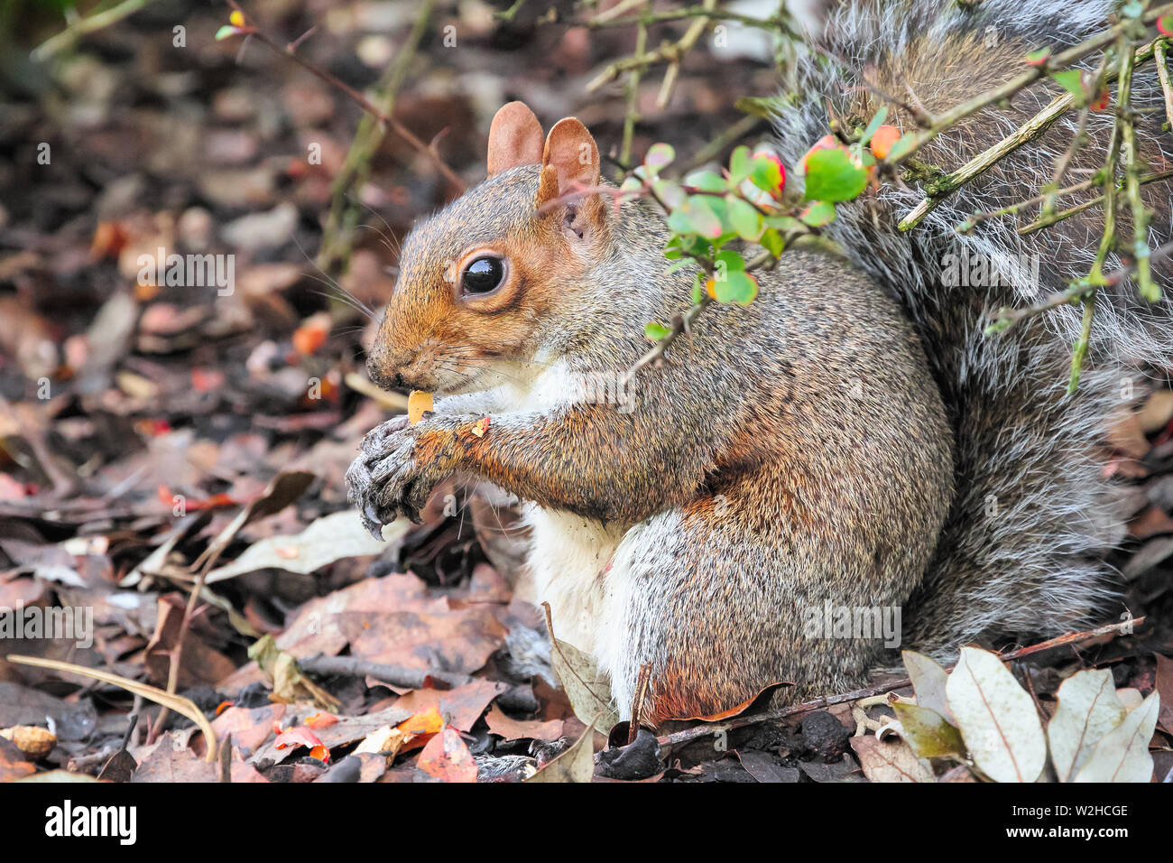 Squirrel eating acorns in the Regent's Park of London Stock Photo Alamy