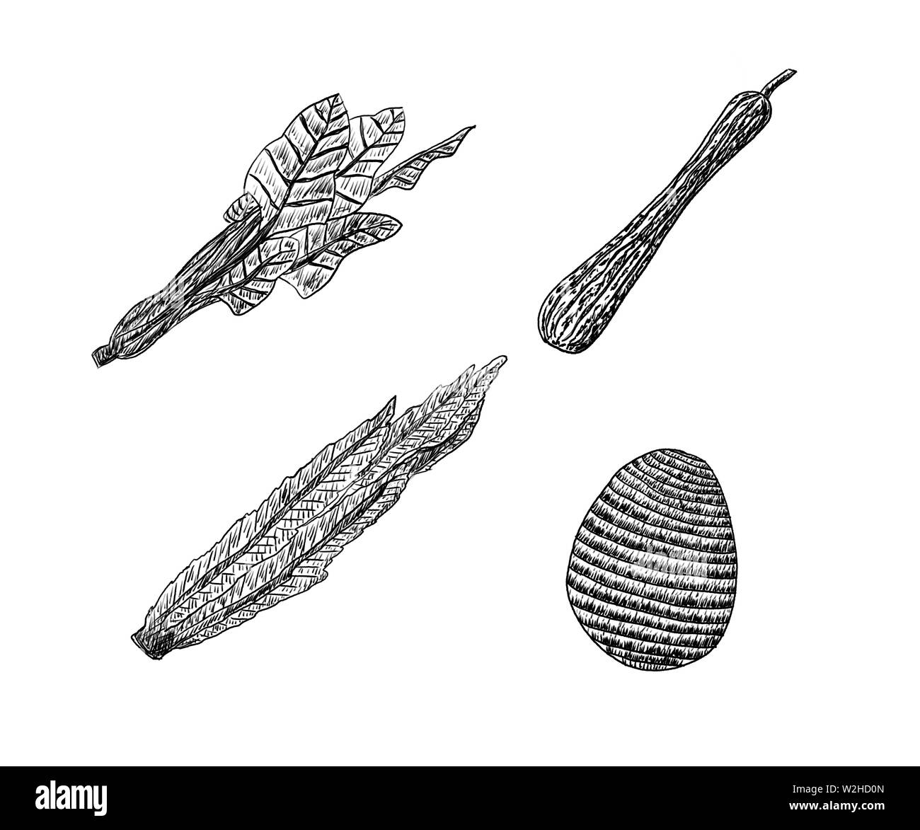 Black and white line illustrations, various vegetables Stock Photo - Alamy