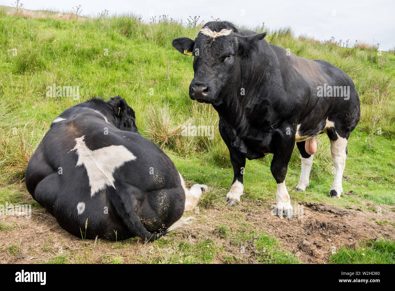 Holstein Friesian Bull High Resolution Stock Photography and Images Alamy