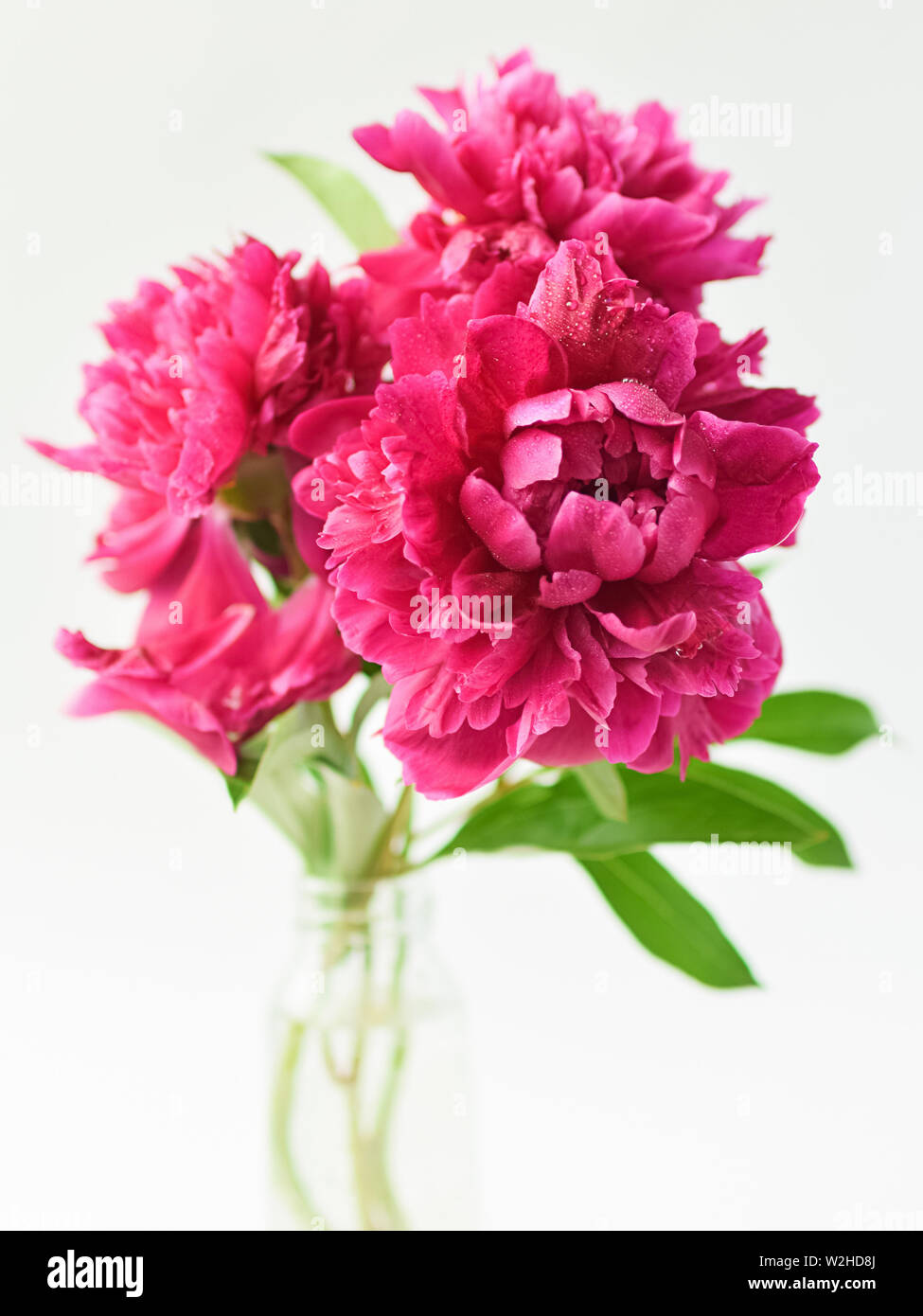 Red peonies bouquet in a glass vase on a white isolated background. Fresh flowers . Selective focus. Vertical frame. Stock Photo