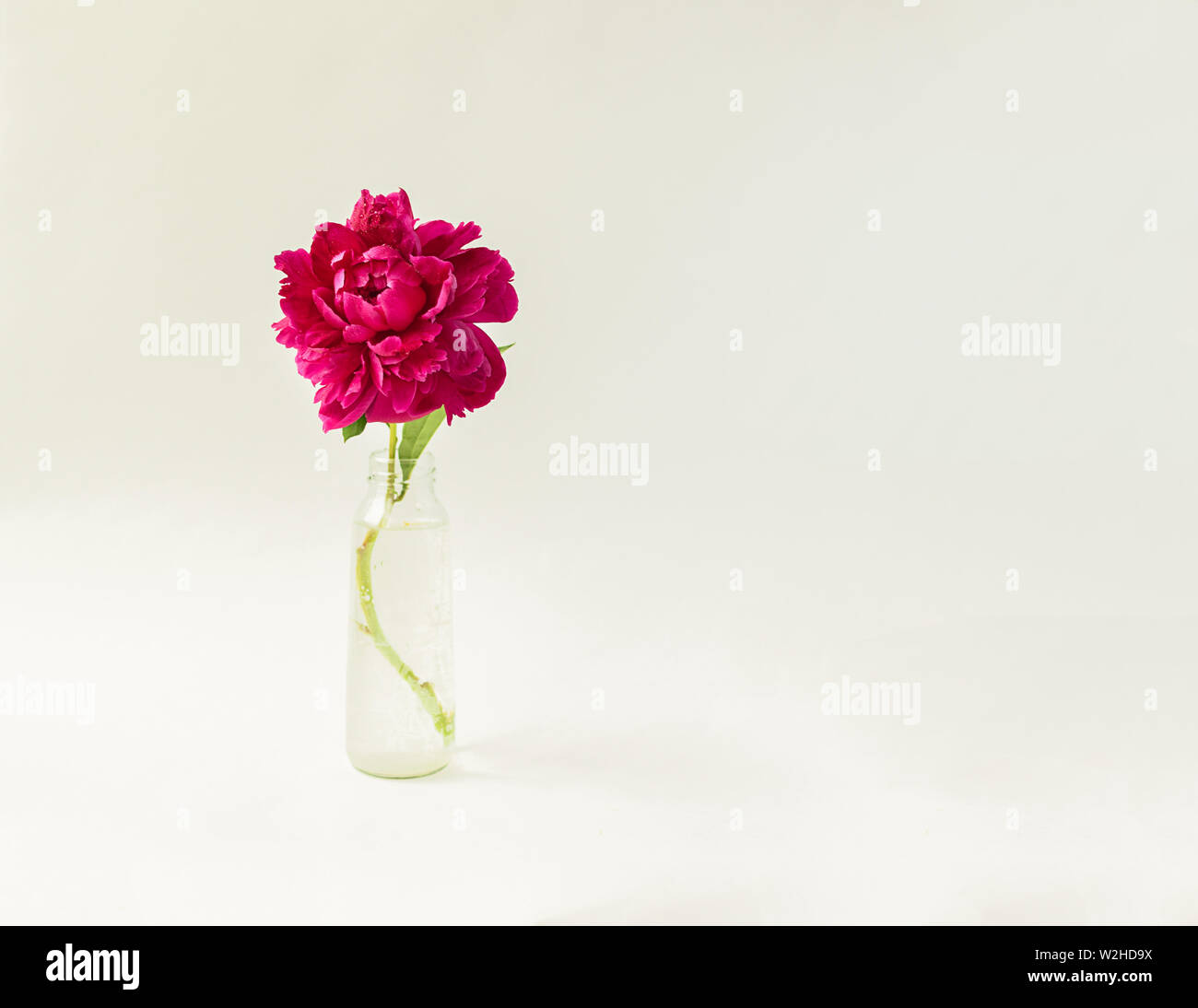 Red Peony Flower In A Glass Vase On A White Isolated Background