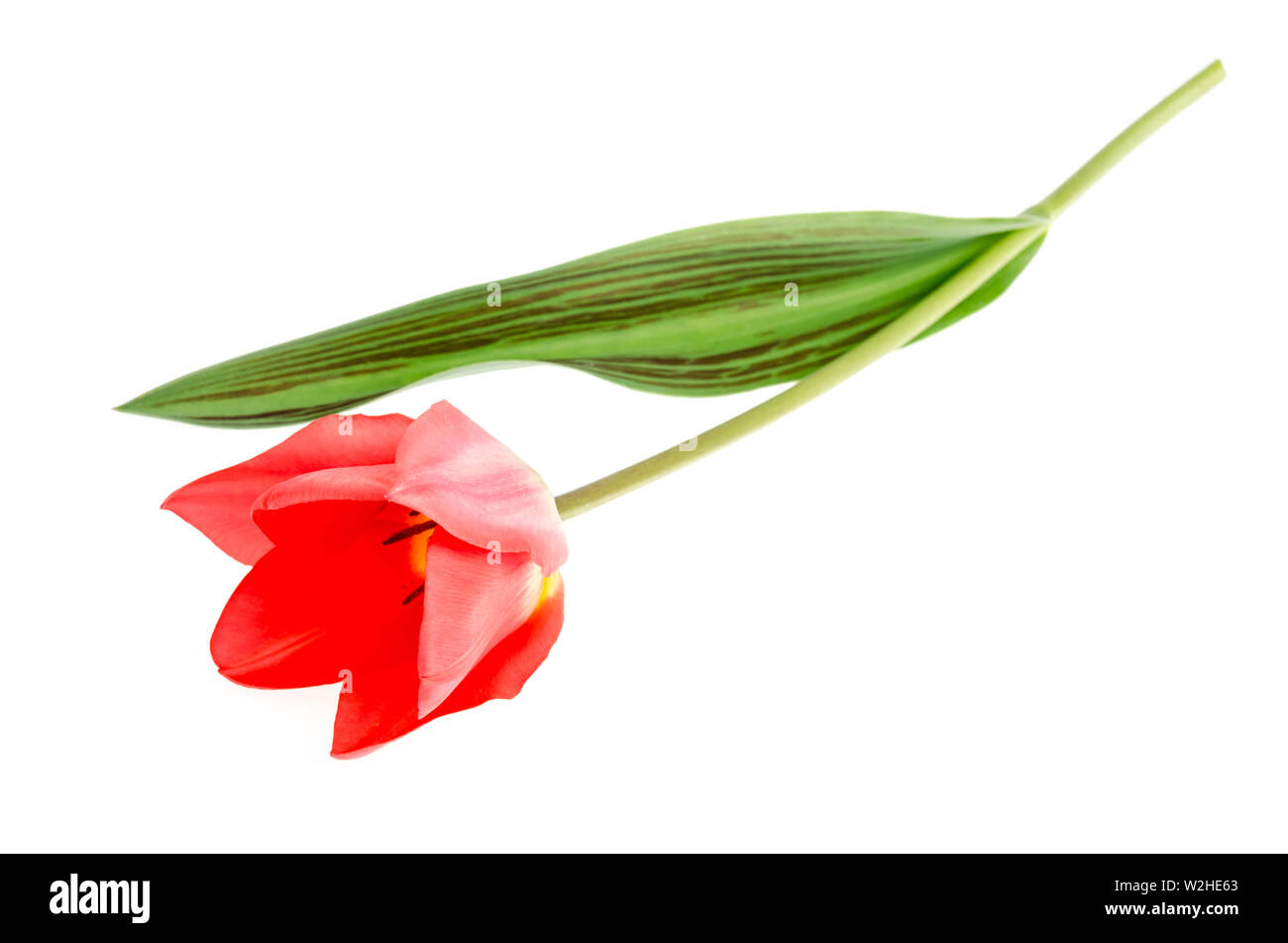 Single pink tulip isolated on white background Stock Photo - Alamy