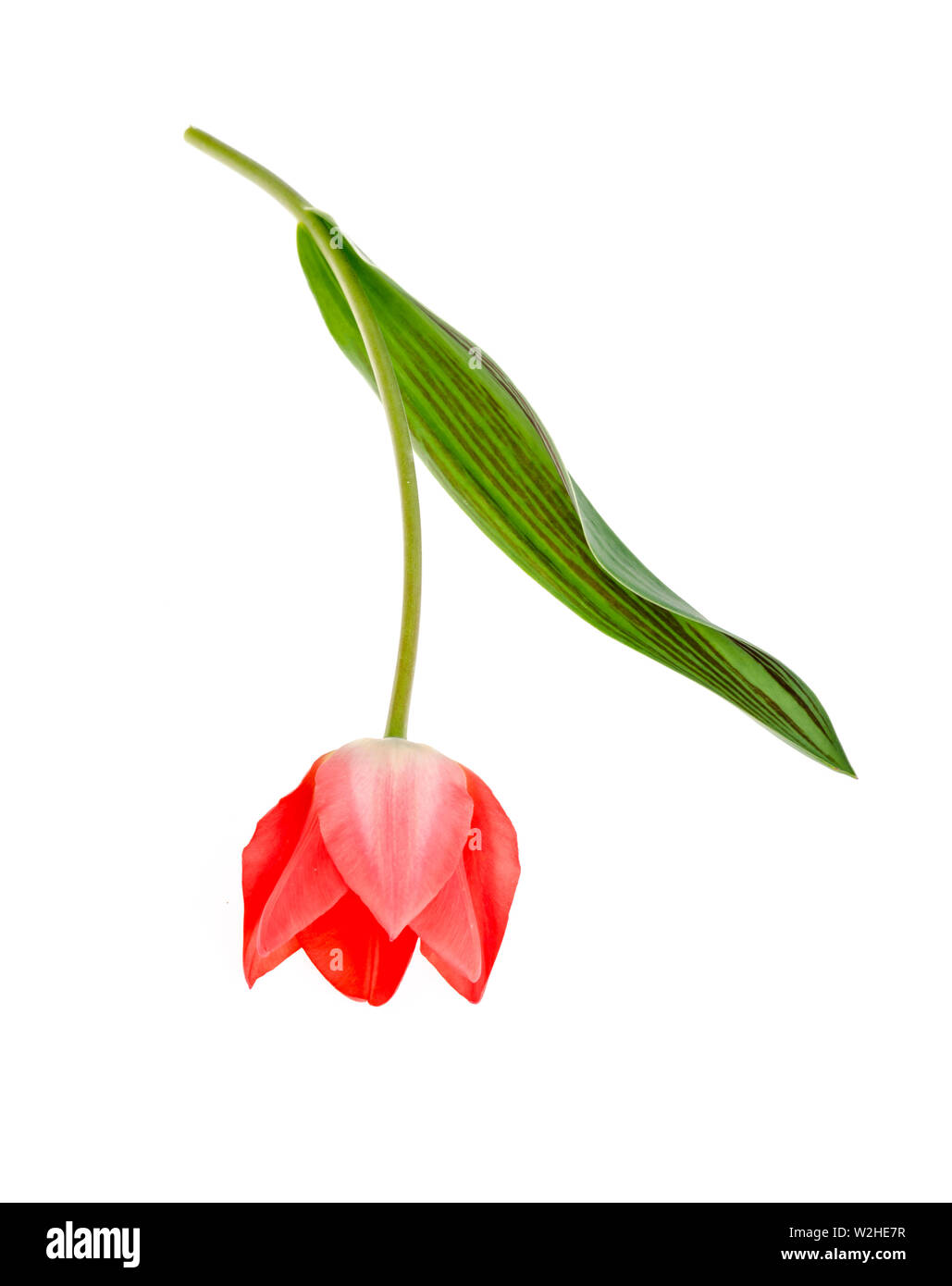 Single pink tulip isolated on white background Stock Photo - Alamy