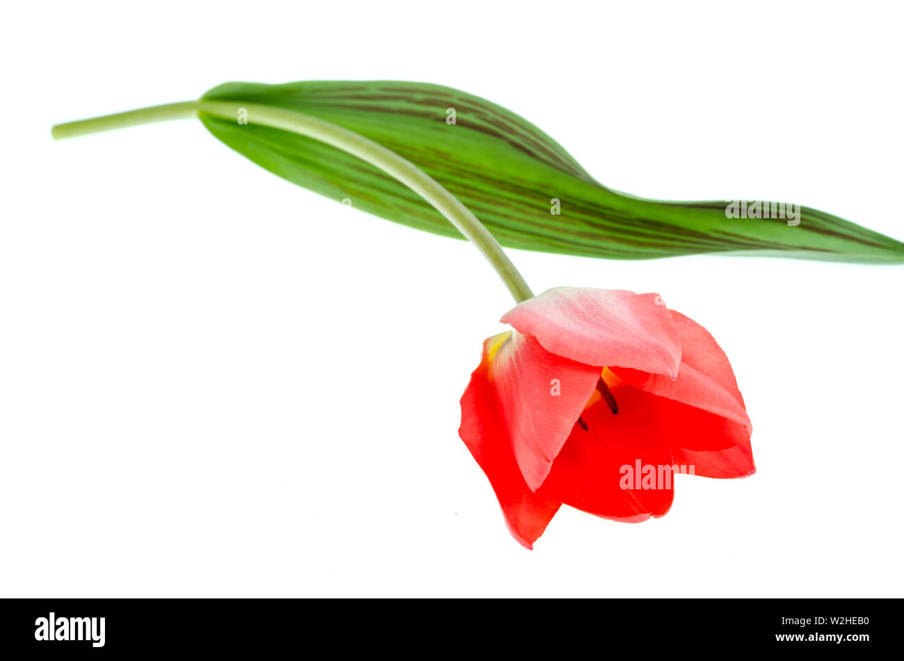 Single pink tulip isolated on white background Stock Photo - Alamy