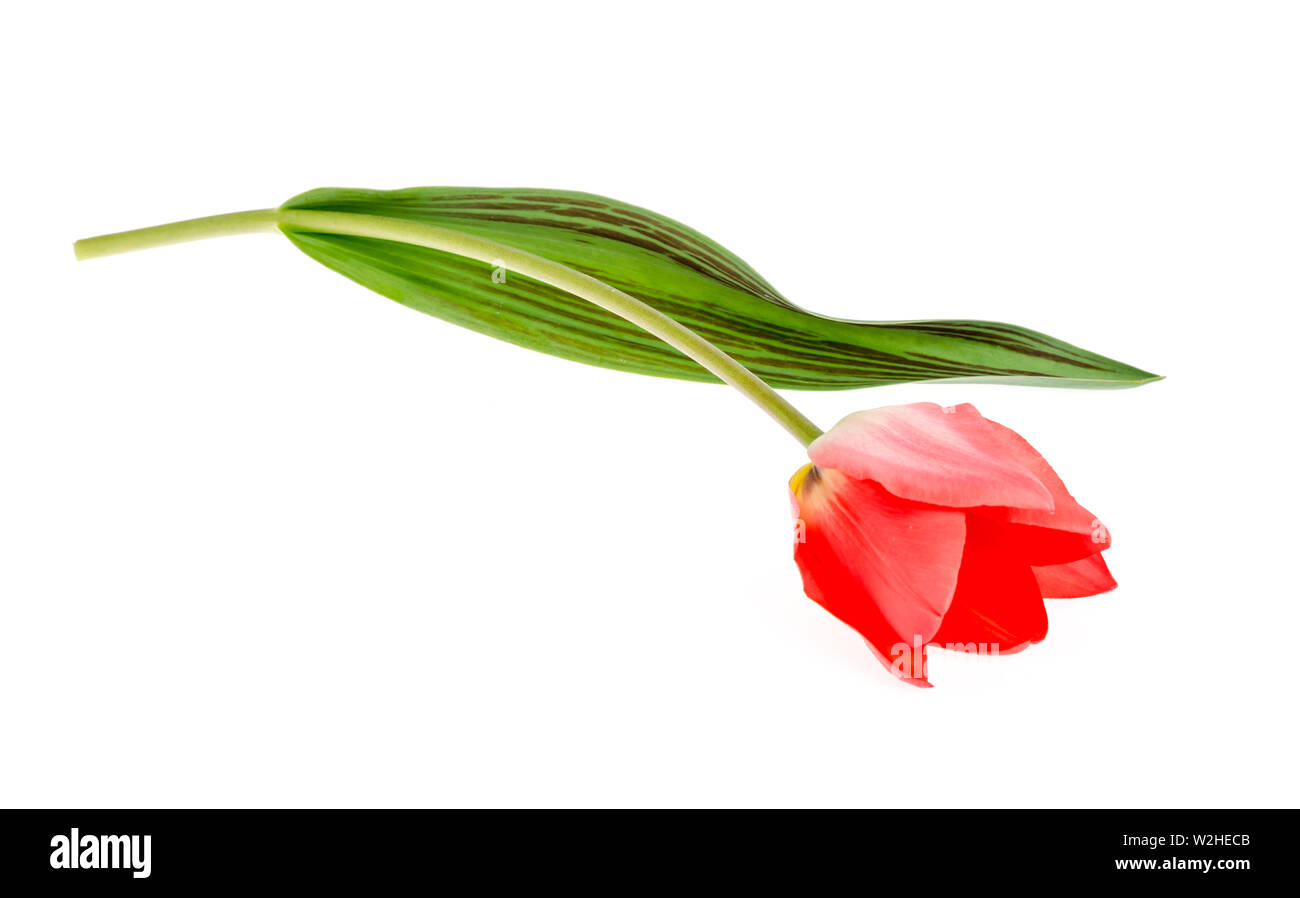 Single pink tulip isolated on white background Stock Photo - Alamy