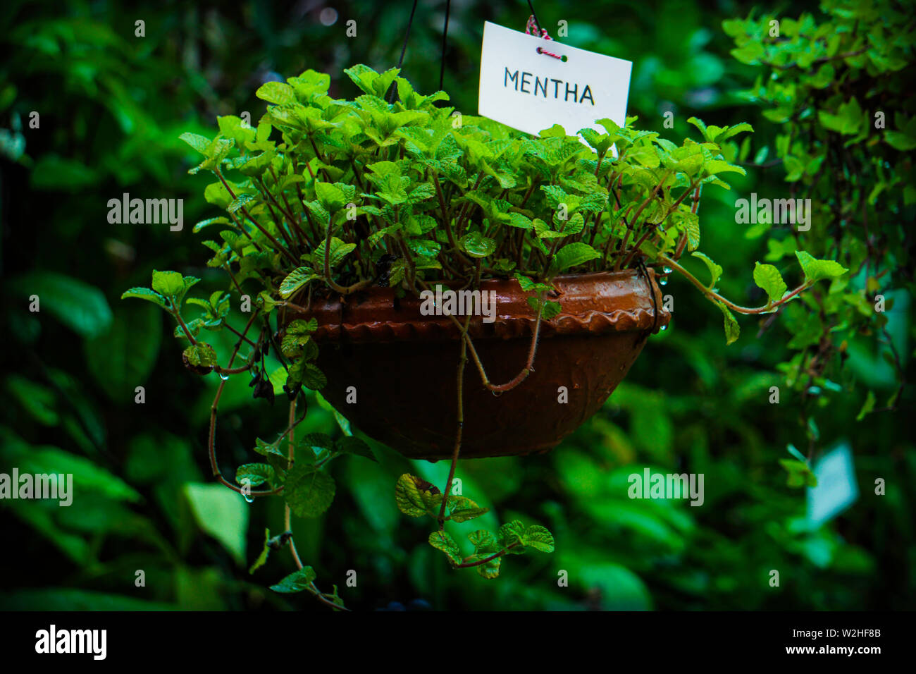Hanging Tub Mentha piperita (peppermint) plants in the House Garden ...