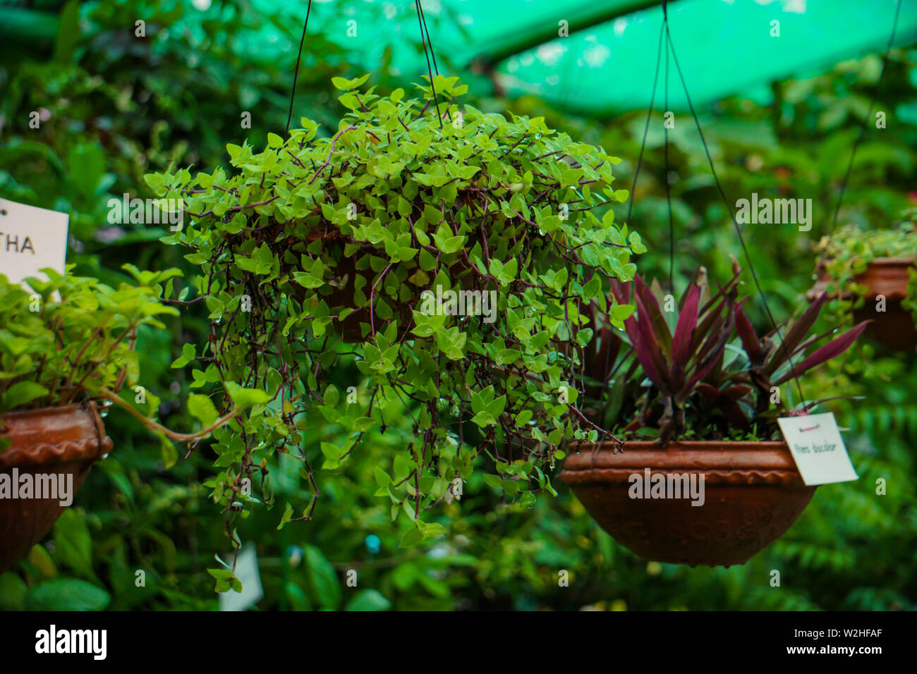 Hanging Tub Plants In The Commercial Garden Stock Photo Alamy   Hanging Tub Plants In The Commercial Garden W2HFAF 