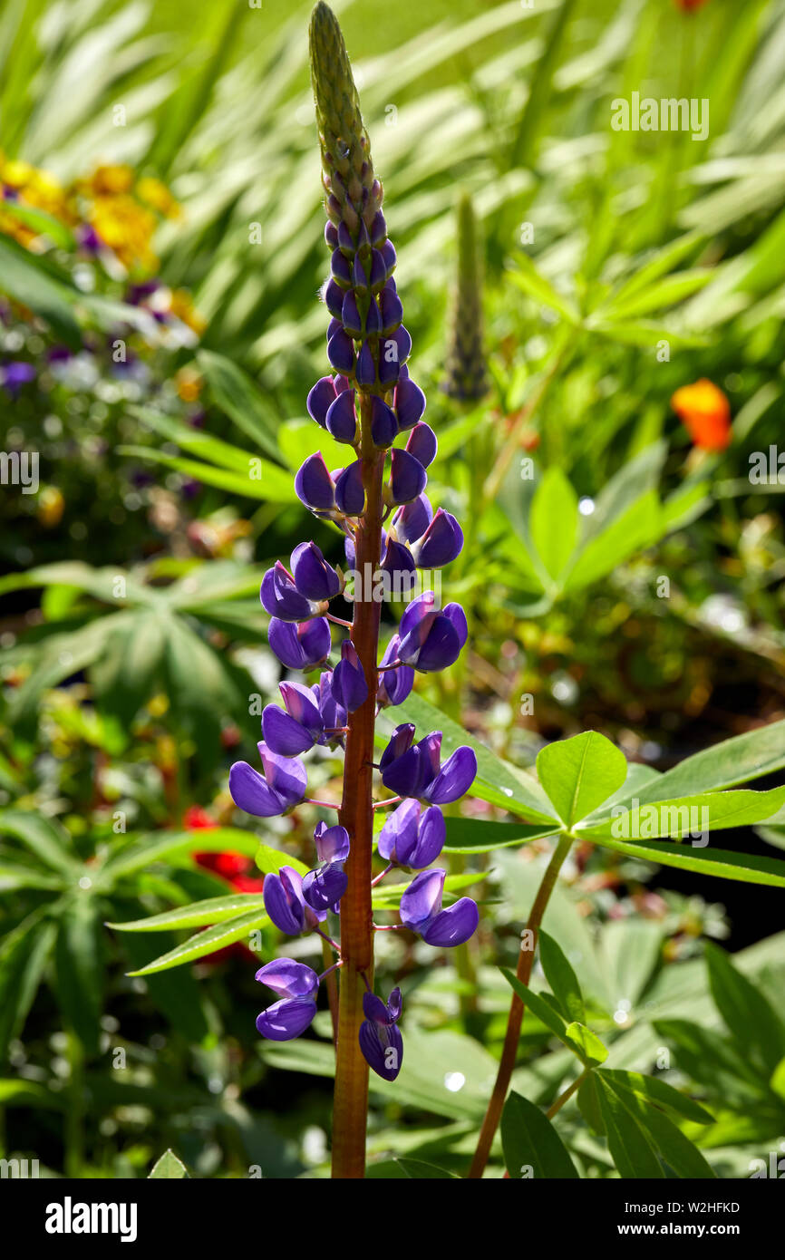 Lupin spike grown from seed and flowering in July. From flower Images around smallholding amateur garden. 06/07/19 Stock Photo