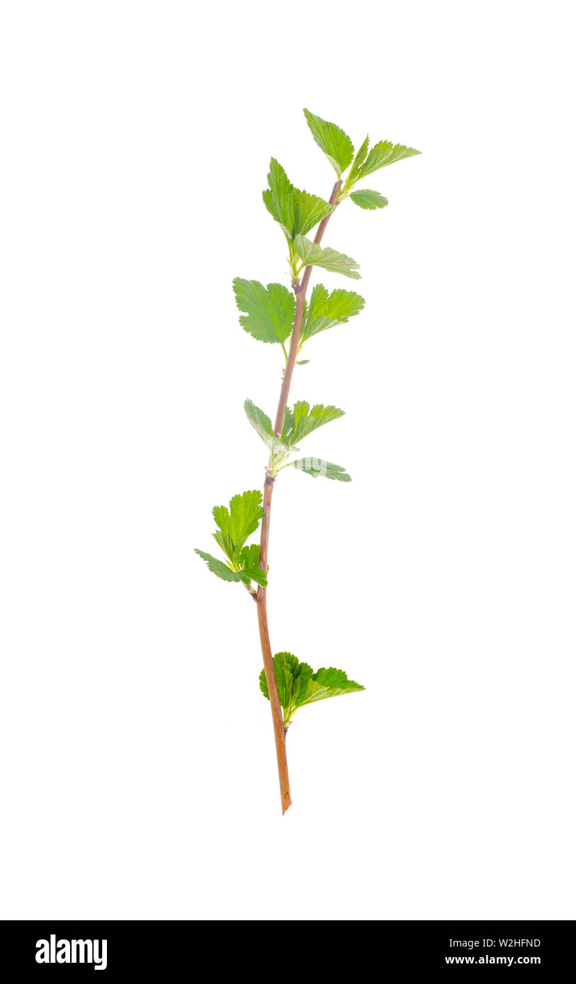 Branch with young green leaves isolated on white background Stock Photo ...