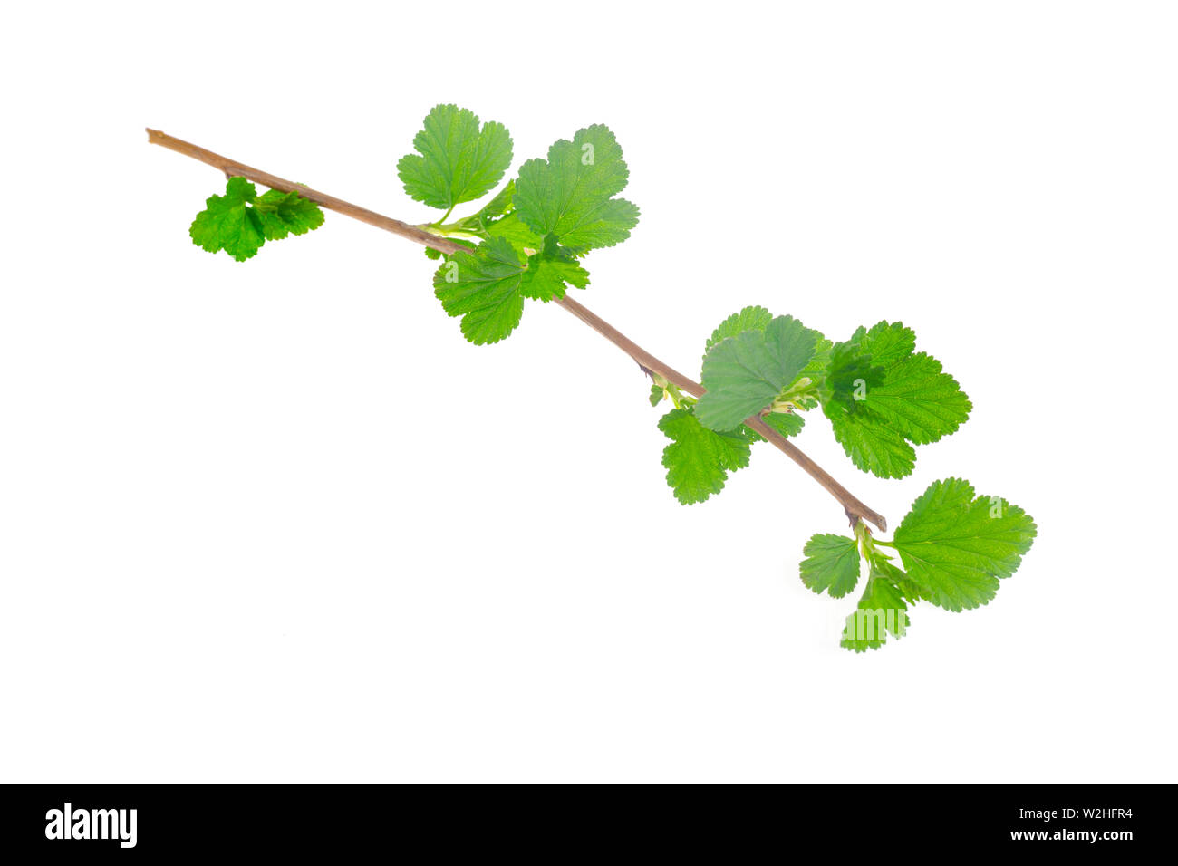 Branch with young green leaves isolated on white background Stock Photo ...