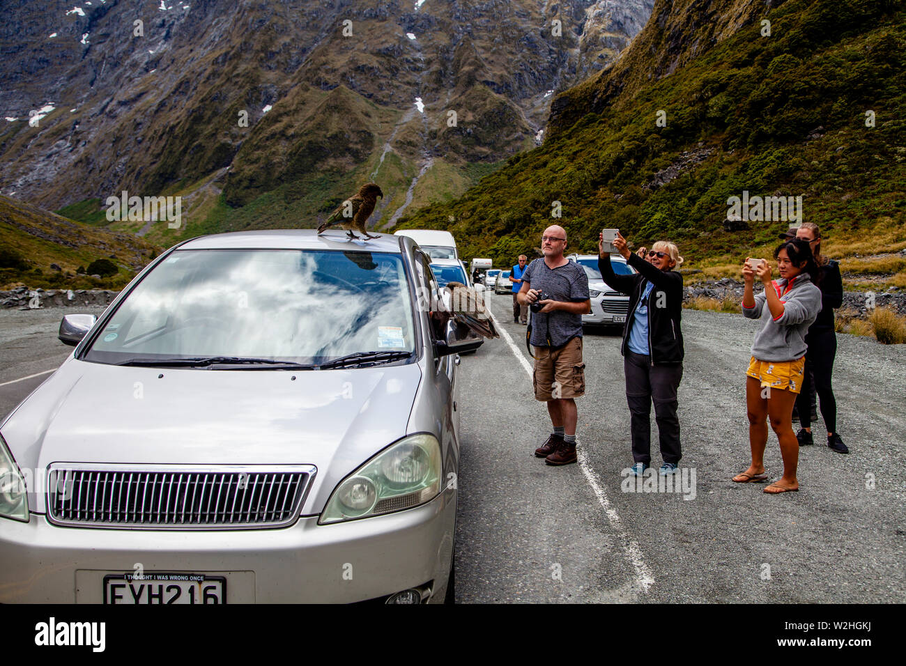 Visitors Take Photos Of The Mountain Parrots (Kea Birds) At The Entrance Of The Homer Tunnel, Fiordland National Park, South Island, New Zealand Stock Photo