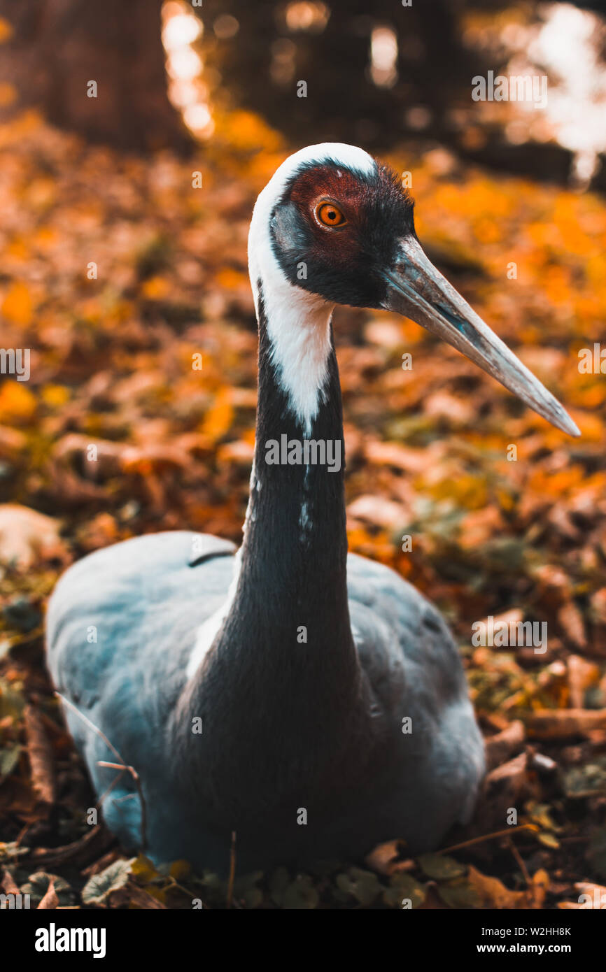 Red book animals hi-res stock photography and images - Alamy Red book animals hi-res stock photography and images - Alamy