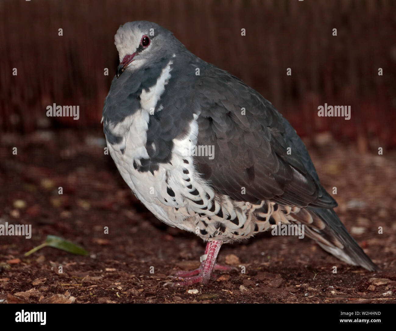 Wonga Pigeon (leucosarcia melanoleuca) Stock Photo