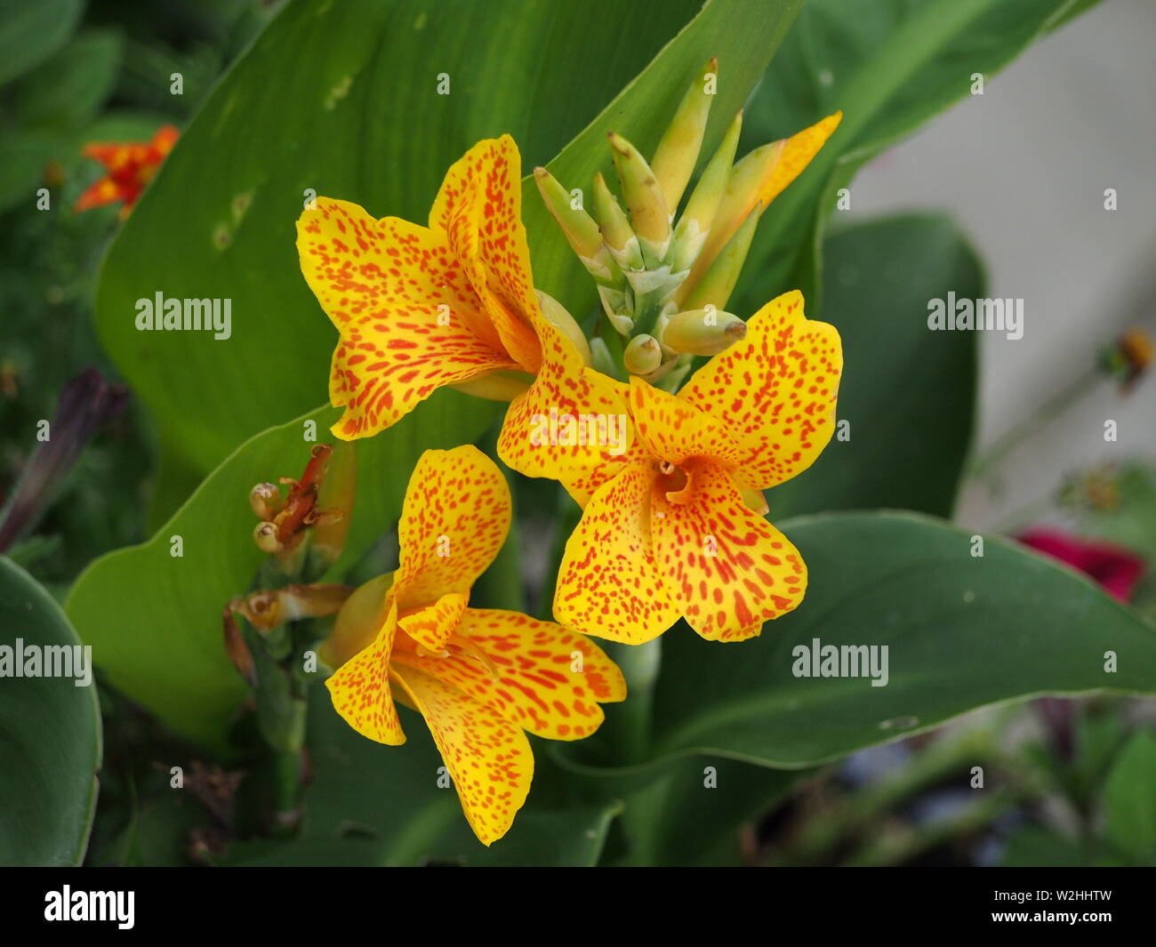 Three Calla lily flowers, yellow with orange spots Stock Photo