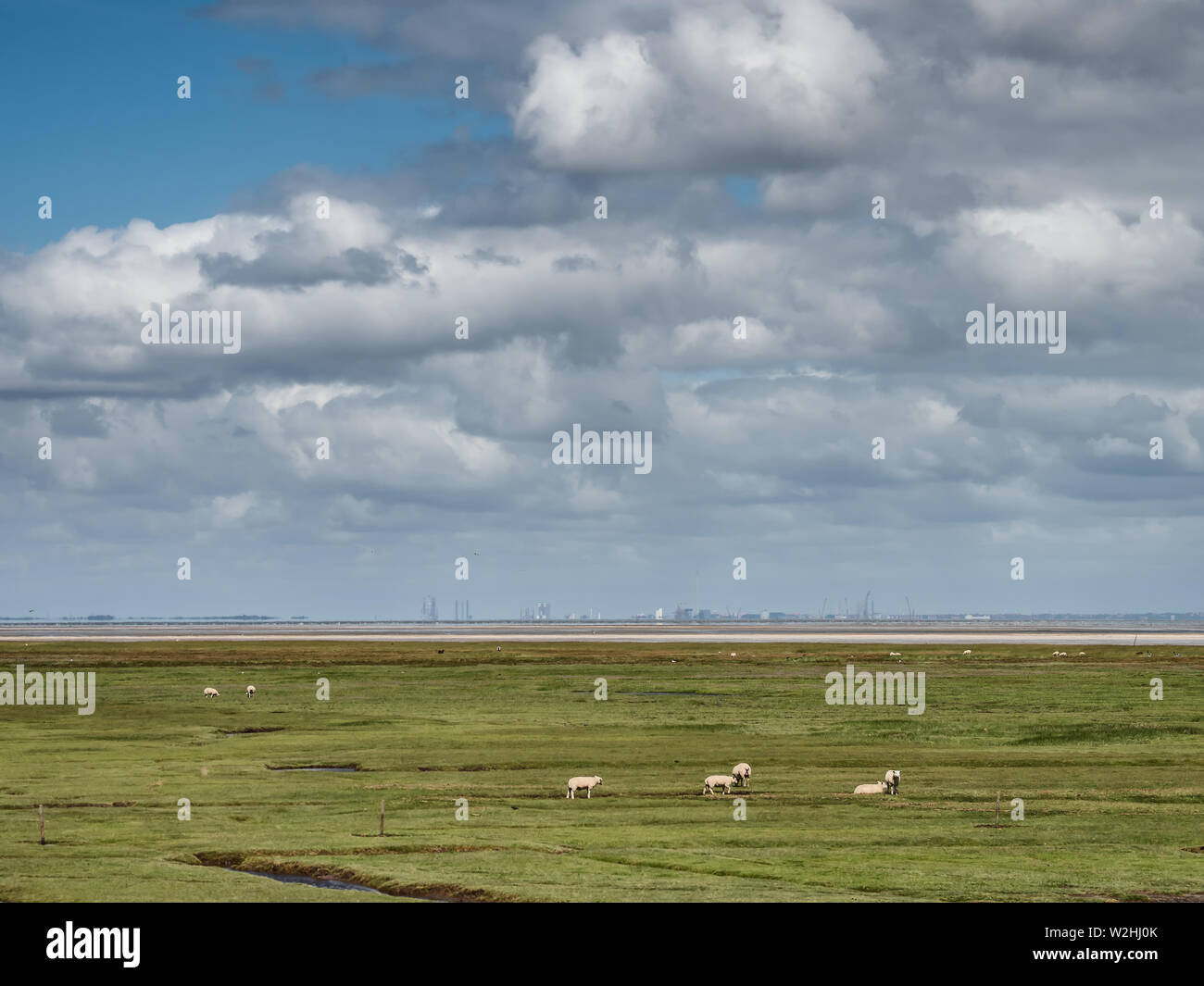 Sheep on the wadden sea island Mandoe in Denmark Stock Photo