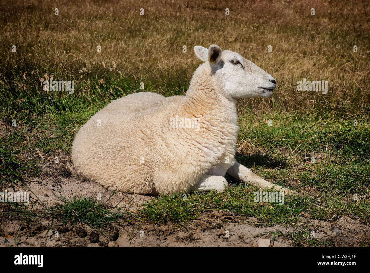 Sheep on the wadden sea island Mandoe in Denmark Stock Photo