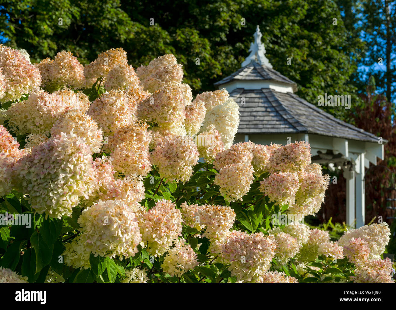 Peegee hydrangea sale