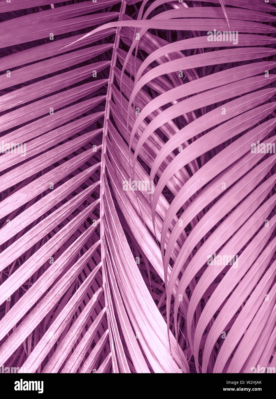 Tropic leaves in light pastel pink color Stock Photo