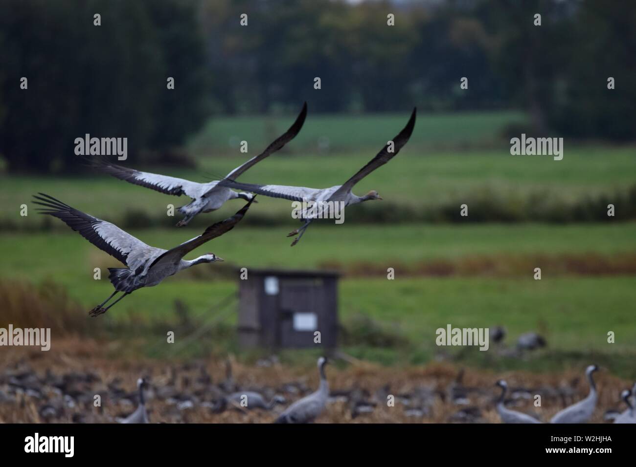 Cranes fly above a field Stock Photo