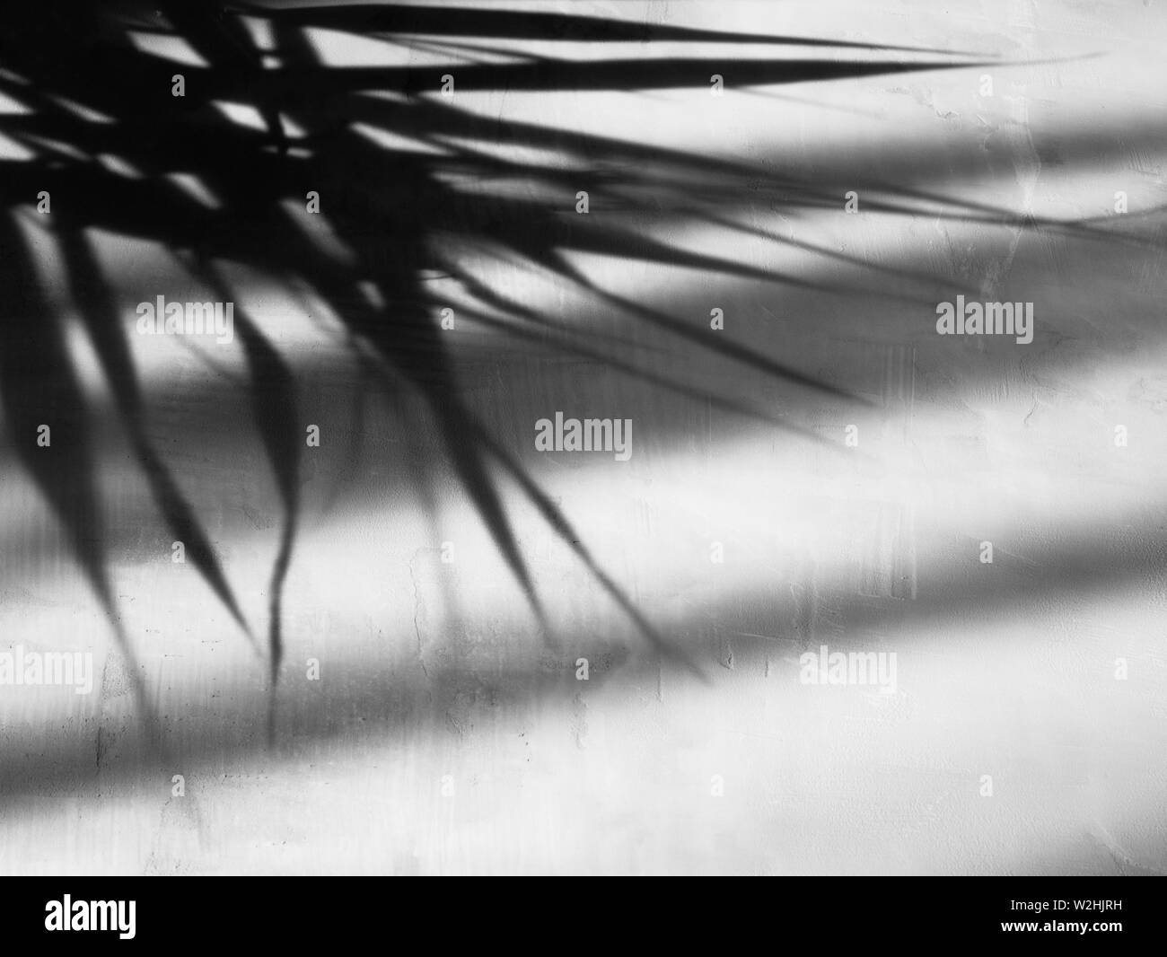 Botanical Wall Art Black And White Stock Photos Images Alamy