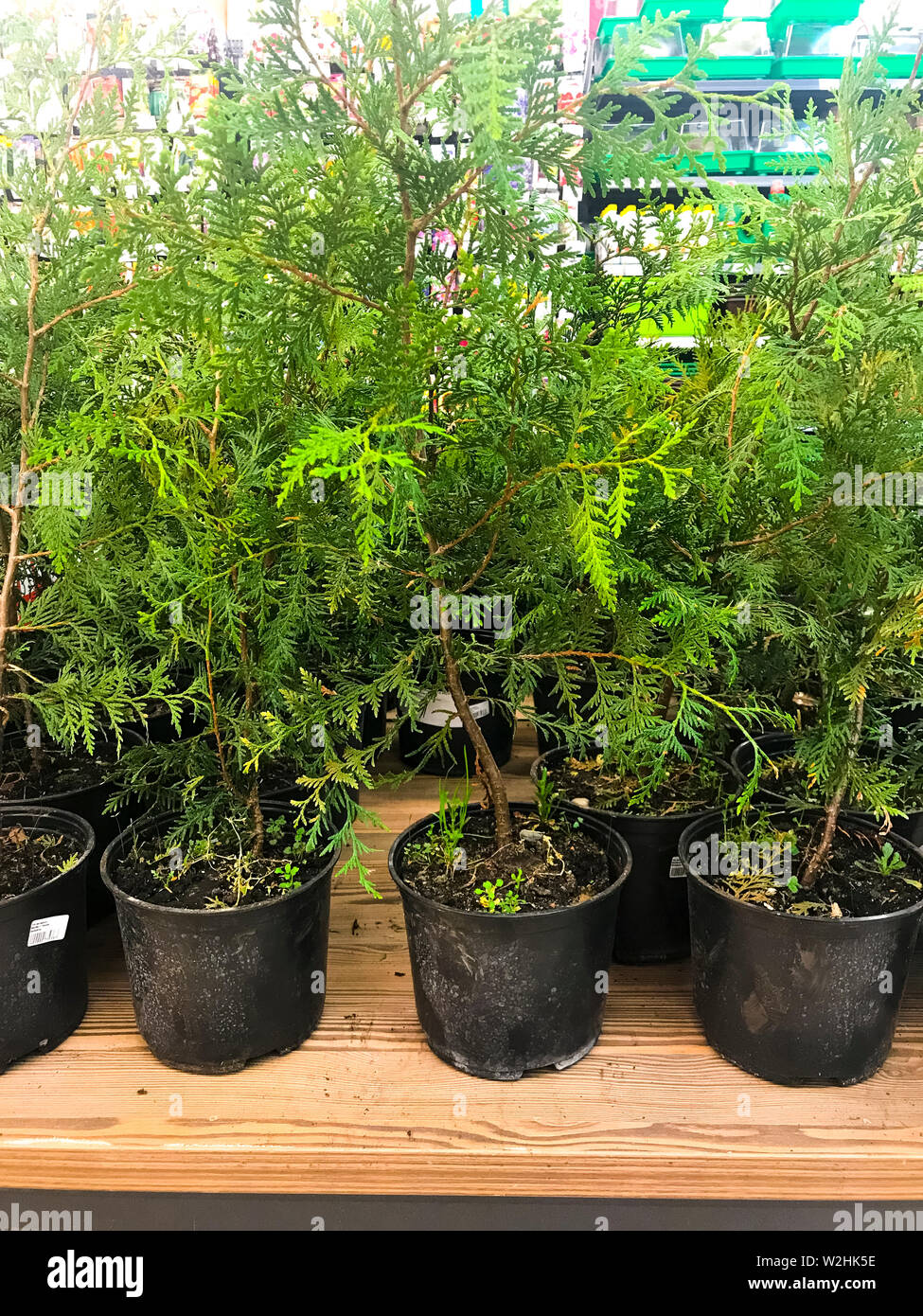 Coniferous young plants in pots for planting.  Stock Photo