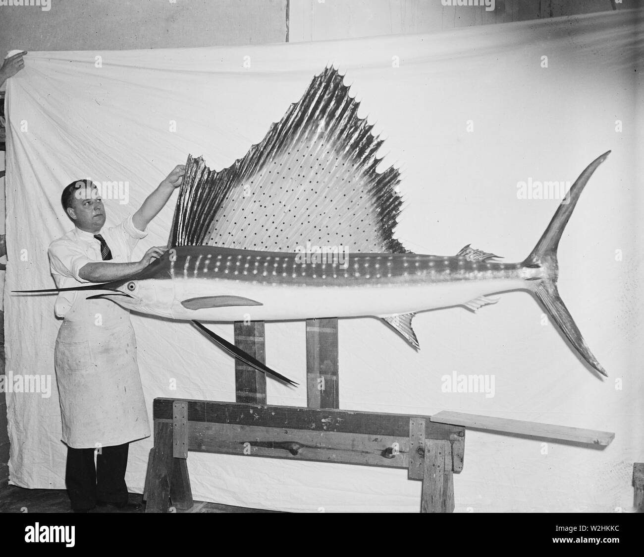 Measuring fish hi-res stock photography and images - Alamy