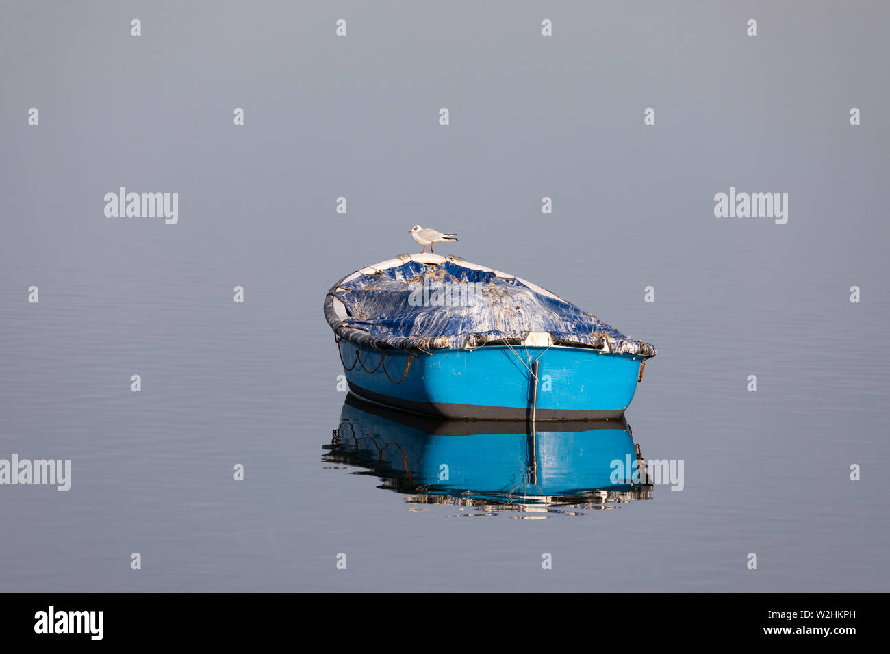 Rugby, Warfwickshire, UK: A small blue boat floating and reflecting on nearly still water. A black-headed gull stands on the prow. Stock Photo