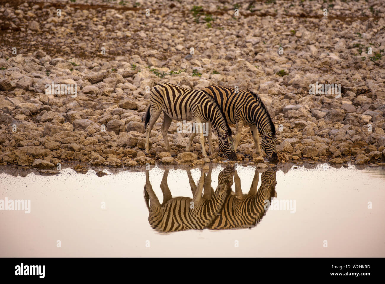 Two zebras drinking water at sunrise in Etosha National Park, Namibia Stock Photo
