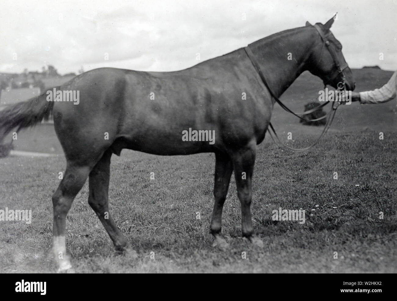 LIVE STOCKHORSES AT THE REMOUNT DEPOT, FRONT ROYAL, VIRGINIA. Showing