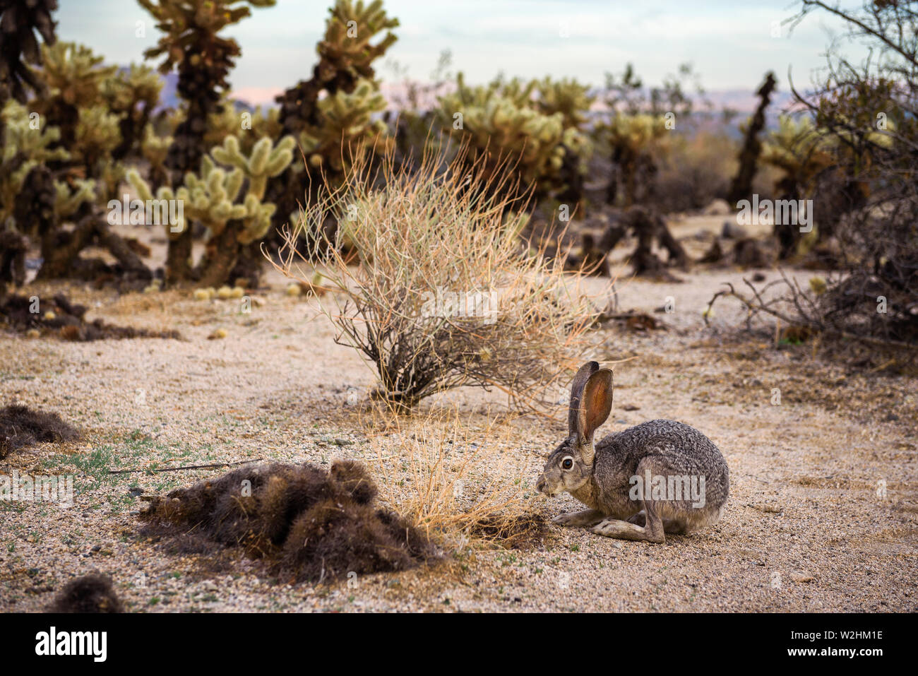 A black-tailed jackrabbit sitting on a trail in Joshua Tree National Park Stock Photo