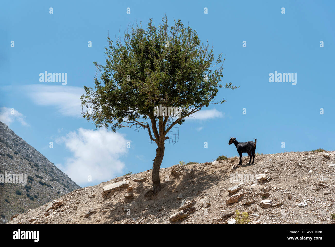Crete, Greece. June 2019. A Cretan mountain goat standing alone by a tree on a mountaintop. Stock Photo