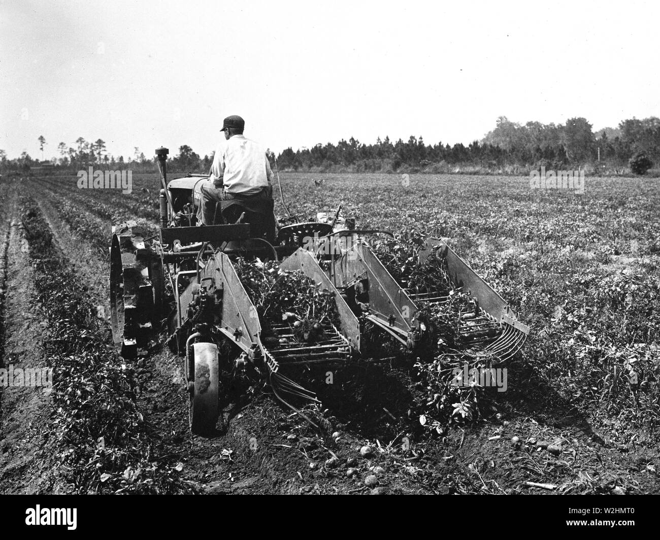 Farmer on tractor in field harvesting his crops ca. 1936 Stock Photo