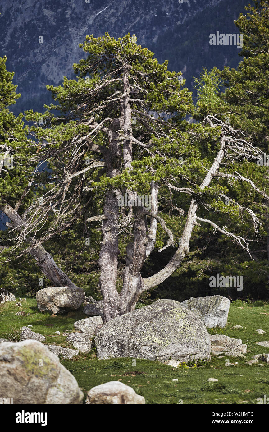 Spanish pine tree hires stock photography and images Alamy
