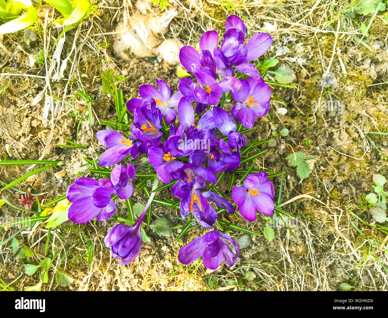 Purple spring flowers on old dry grass, ground Stock Photo Alamy