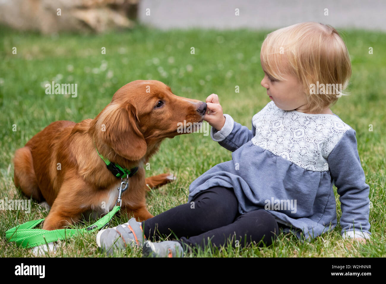 Nuremberg, Germany. 09th July, 2019. Little Ylvi gives the Duck Toller puppy Urmel a treat at the press event of the 45th International Pedigree Dog Show 'Cacib 2019'. Pedigree dogs from all over the world can be seen at the 'Cacib' (Certificat d'Aptitude au Championnat International de Beaute) on 13 and 14 July at the Nuremberg Exhibition Centre. Credit: Daniel Karmann/dpa - ATTENTION: Only for editorial use in connection with current reporting./dpa/Alamy Live News Stock Photo