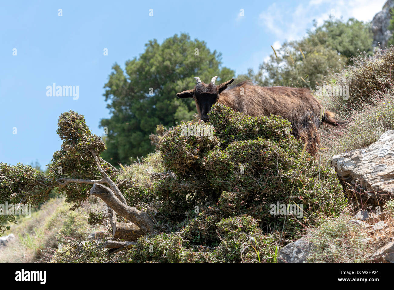 Crete, Greece. June 2019. A Cretan mountain goat with a bell around its neck standing alone  mountaintside. Stock Photo