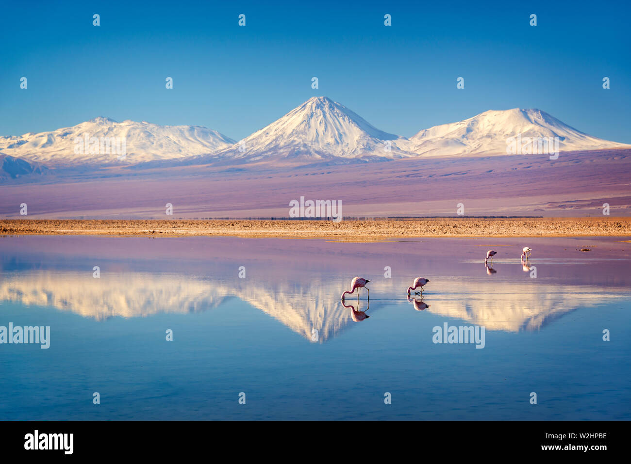 Snowy Licancabur volcano in Andes montains reflecting in the wate of Laguna Chaxa with Andean flamingos, Atacama salar, Chile Stock Photo