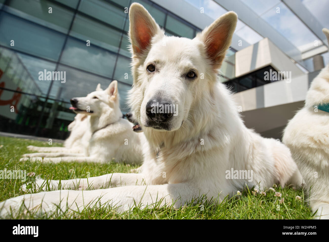 Nuremberg, Germany. 09th July, 2019. The white Swiss shepherd dog Sam (M, Berger Blanc Suisse) is at the press date of the 45th International Dog Show 'Cacib 2019' with other dogs of his breed on a meadow. Pedigree dogs from all over the world can be seen at the 'Cacib' (Certificat d'Aptitude au Championnat International de Beaute) on 13 and 14 July at the Nuremberg Exhibition Centre. Credit: Daniel Karmann/dpa/Alamy Live News Stock Photo