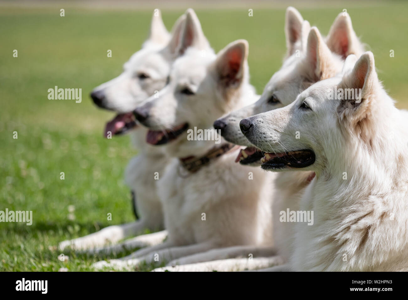 Nuremberg, Germany. 09th July, 2019. White Swiss Shepherd Dogs (Berger Blanc Suisse) are lying on a meadow at the press date of the 45th International Breed Dog Exhibition 'Cacib 2019'. Pedigree dogs from all over the world can be seen at the 'Cacib' (Certificat d'Aptitude au Championnat International de Beaute) on 13 and 14 July at the Nuremberg Exhibition Centre. Credit: Daniel Karmann/dpa/Alamy Live News Stock Photo