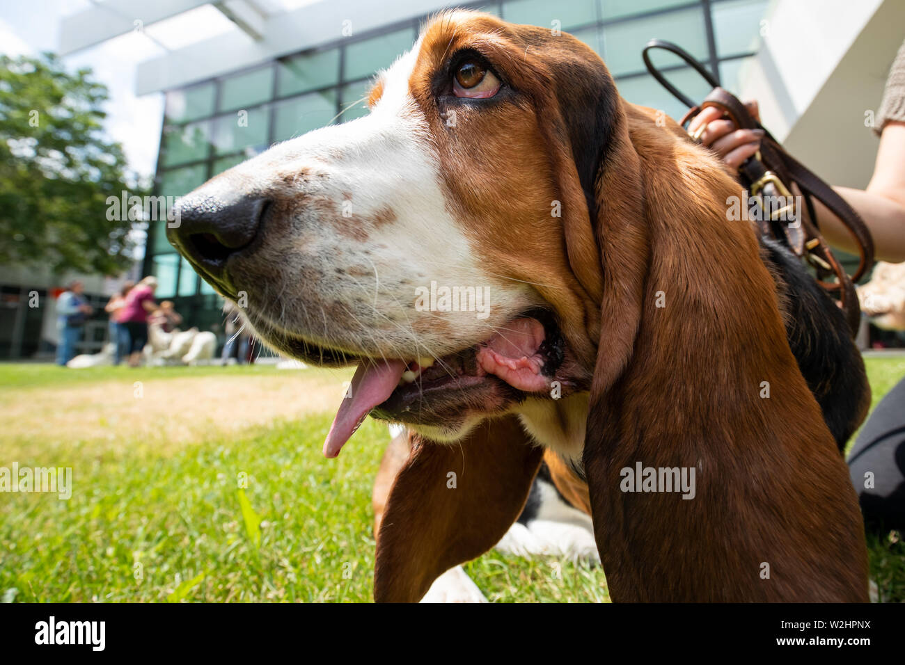 Nuremberg, Germany. 09th July, 2019. Basset Hound Eberhard Herrmann will be at the press event of the 45th International Pedigree Dog Exhibition 'Cacib 2019' on a meadow. Pedigree dogs from all over the world can be seen at the 'Cacib' (Certificat d'Aptitude au Championnat International de Beaute) on 13 and 14 July at the Nuremberg Exhibition Centre. Credit: Daniel Karmann/dpa/Alamy Live News Stock Photo