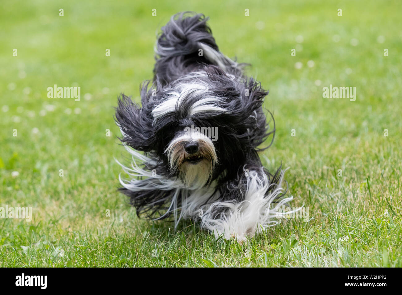 Nuremberg, Germany. 09th July, 2019. The Tibetan Terrier Pepsi walks across a meadow at the press date of the 45th International Dog Show 'Cacib 2019'. Pedigree dogs from all over the world can be seen at the 'Cacib' (Certificat d'Aptitude au Championnat International de Beaute) on 13 and 14 July at the Nuremberg Exhibition Centre. Credit: Daniel Karmann/dpa/Alamy Live News Stock Photo