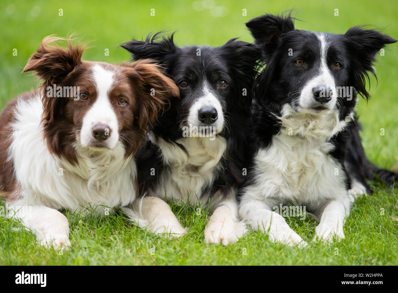 Nuremberg, Germany. 09th July, 2019. The Border Collies Celine (l-r), Xuxu and Kiss are on a meadow at the press date of the 45th International Cacib 2019 Dog Show. Pedigree dogs from all over the world can be seen at the 'Cacib' (Certificat d'Aptitude au Championnat International de Beaute) on 13 and 14 July at the Nuremberg Exhibition Centre. Credit: Daniel Karmann/dpa/Alamy Live News Stock Photo