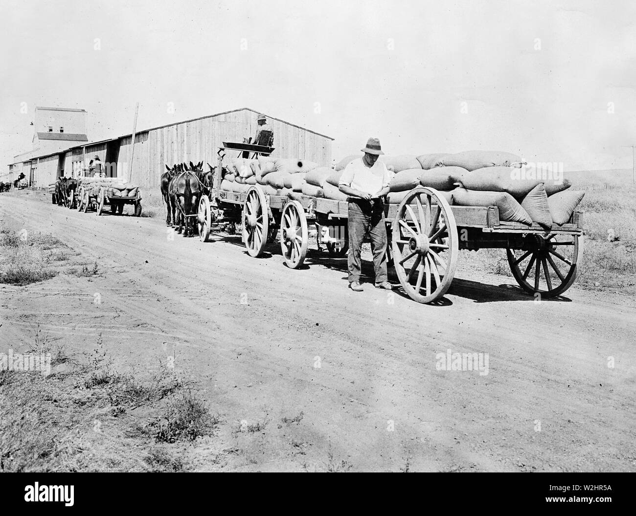 Farmers delivering their wheat to the warehouse, Umatilla County
