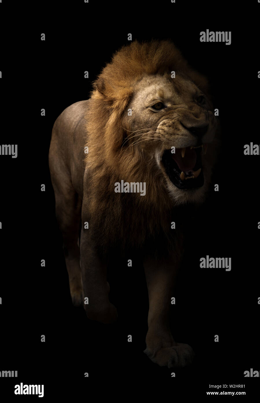 male lion (panthera leo) walking in dark background Stock Photo
