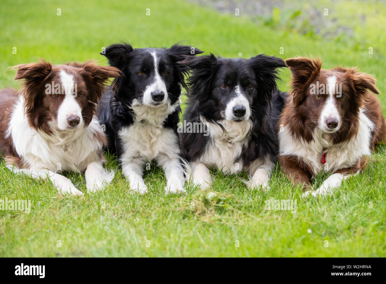 Nuremberg, Germany. 09th July, 2019. The Border Collies Celine (l-r), Xuxu, Kiss and Lady are on a meadow at the press date of the 45th International Cacib 2019 Dog Show. Pedigree dogs from all over the world can be seen at the 'Cacib' (Certificat d'Aptitude au Championnat International de Beaute) on 13 and 14 July at the Nuremberg Exhibition Centre. Credit: Daniel Karmann/dpa/Alamy Live News Stock Photo